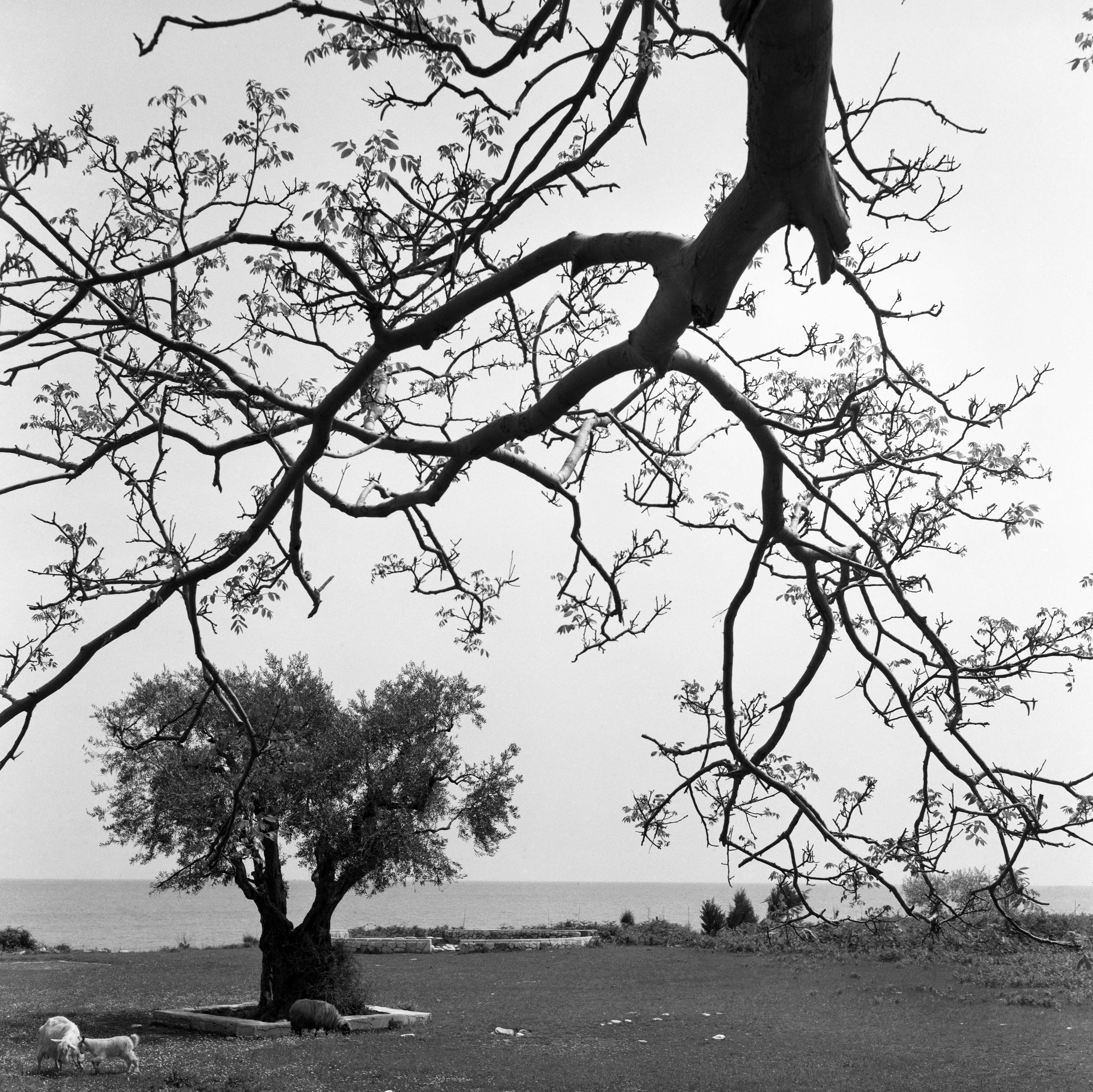 Αη-Γιάννης, Πήλιο