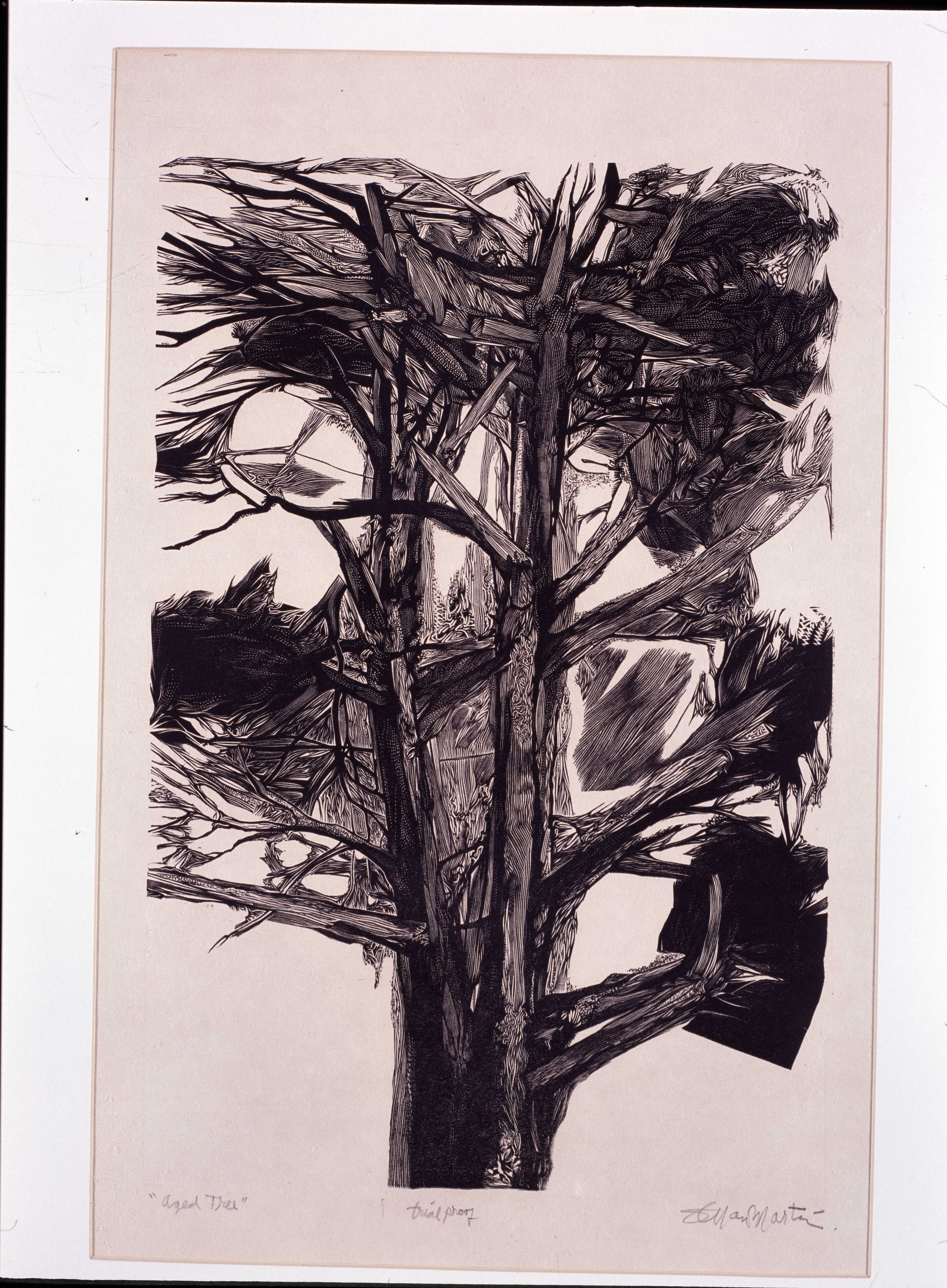 Aged tree