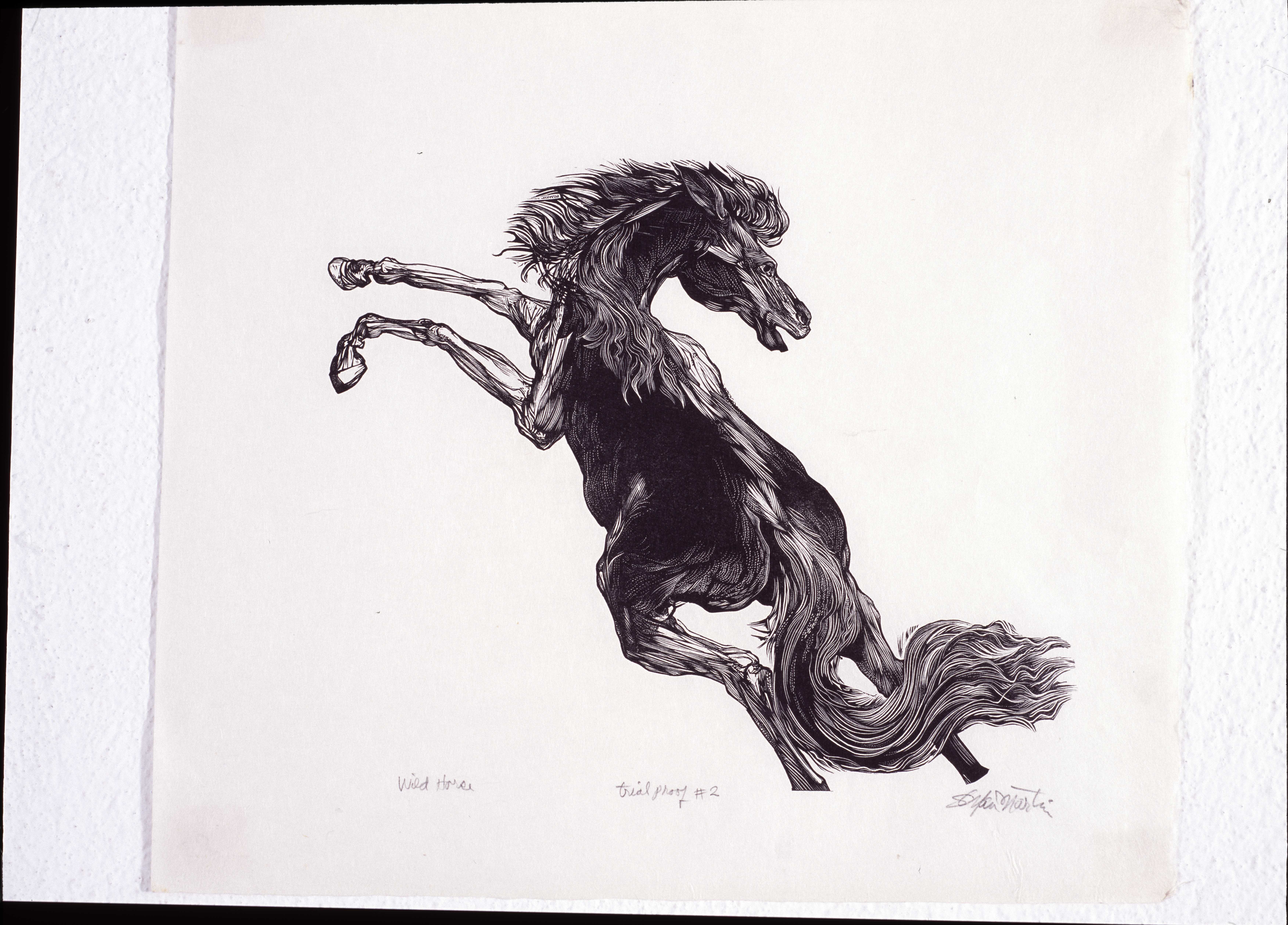 Wild horse